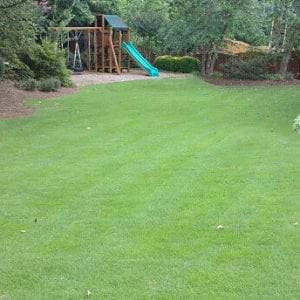 Emerald Zoysia (504 Sq. Ft.)