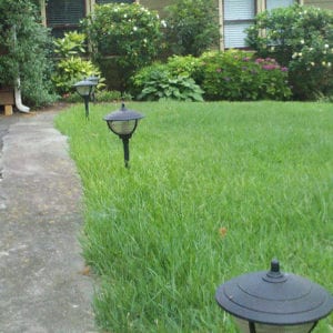 Meyer Zoysia (504 sq. ft.)
