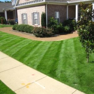 Zeon Zoysia (504 Sq. Ft.)